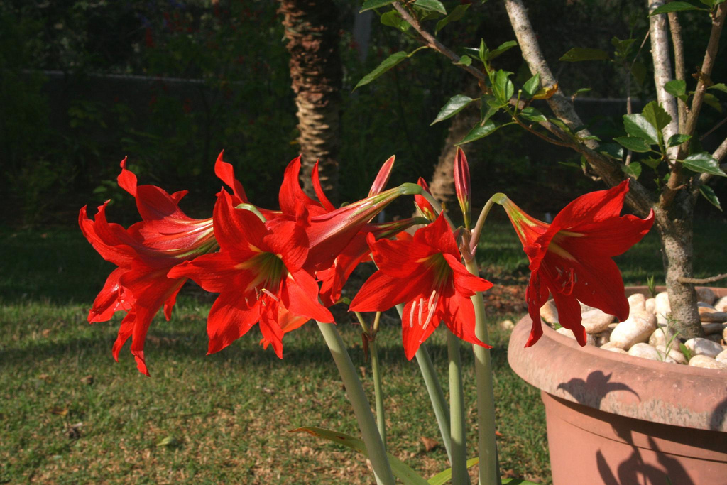 grünlilie garten pflanzen Grünlilie | Chlorophytum comosum