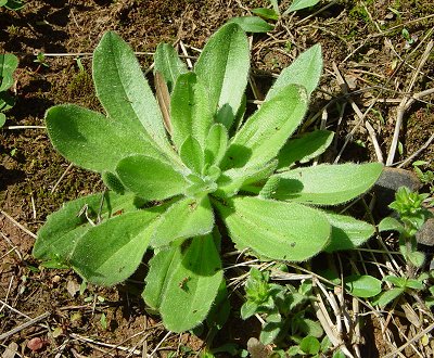 Southern plantain