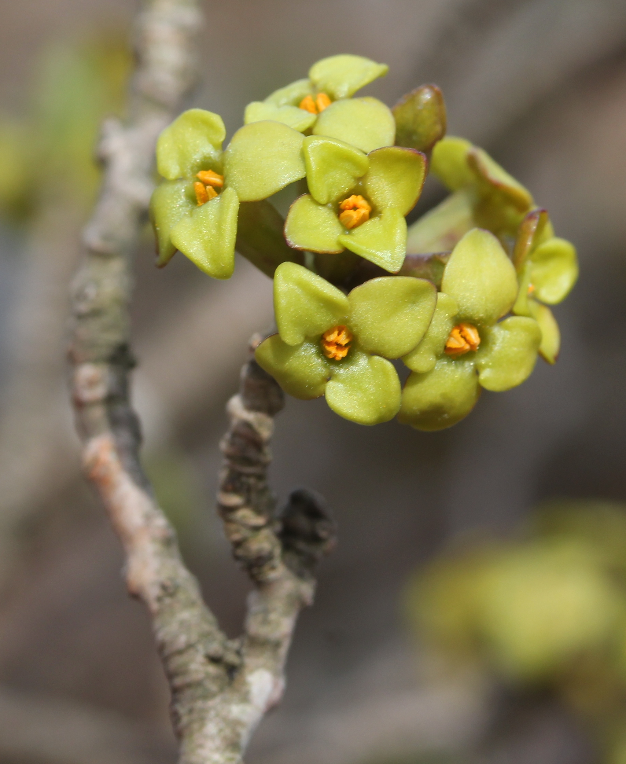 Wild daphne