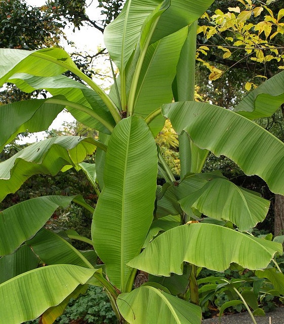 Banana family