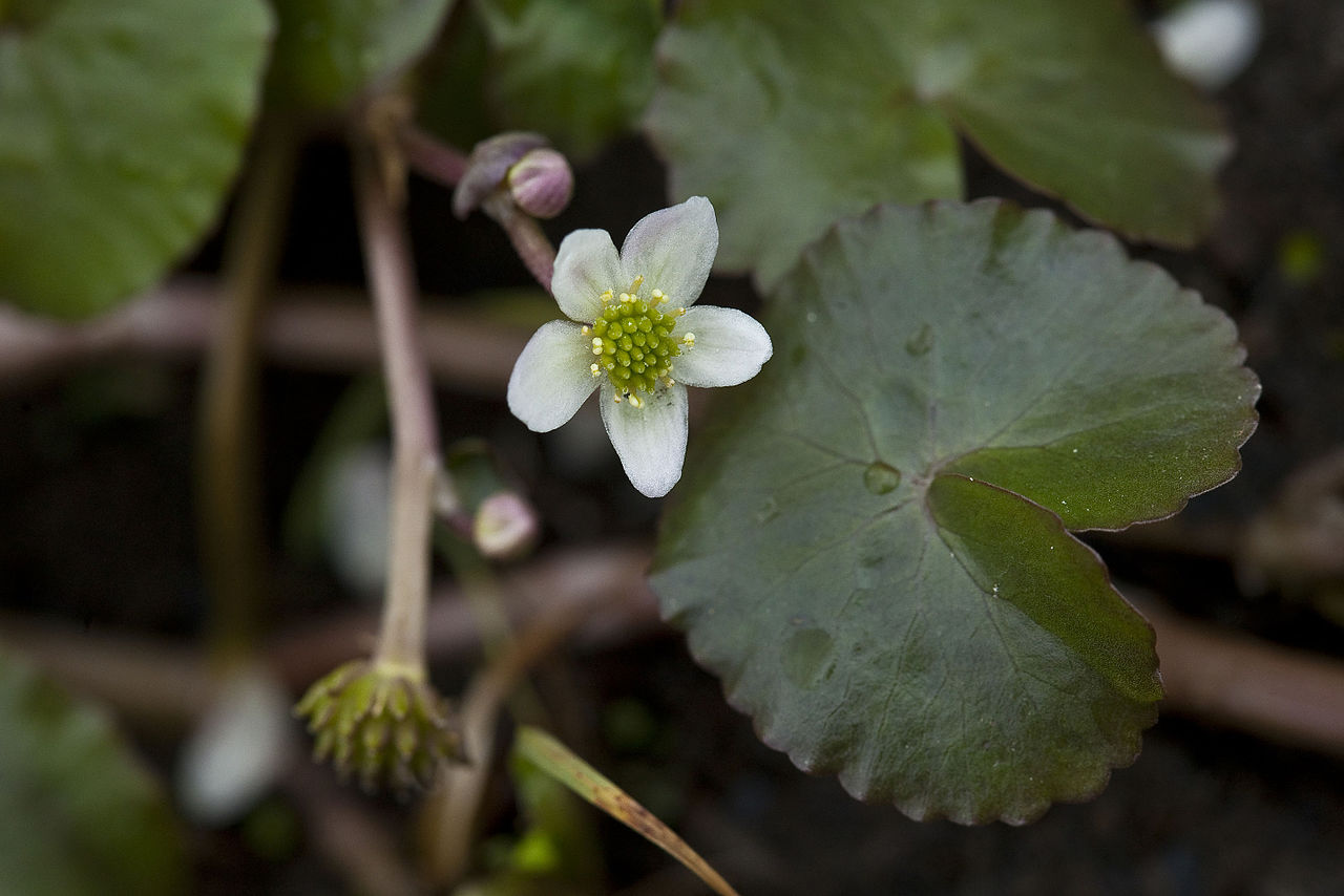 Floating marsh-marigold