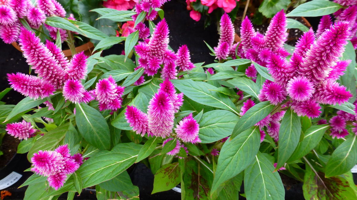 Palmer's woolflower