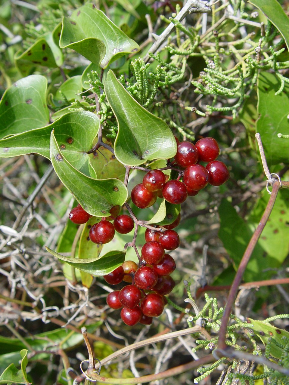 False china root