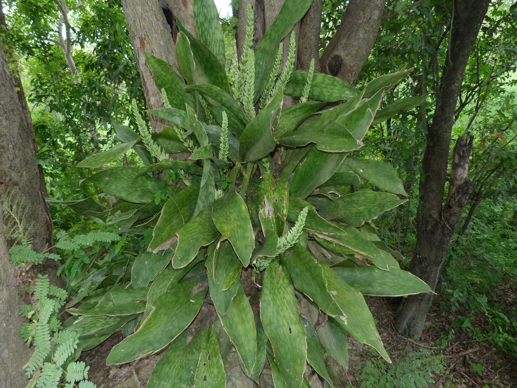 How to care for Liberian snake plant - Complete Plant Care Guide |  PlantSnap - Plantsnap - Identify Plants, Trees, Mushrooms With An App