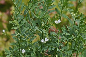 How to care for Lentil - Complete Plant Care Guide | PlantSnap - Plantsnap  - Identify Plants, Trees, Mushrooms With An App