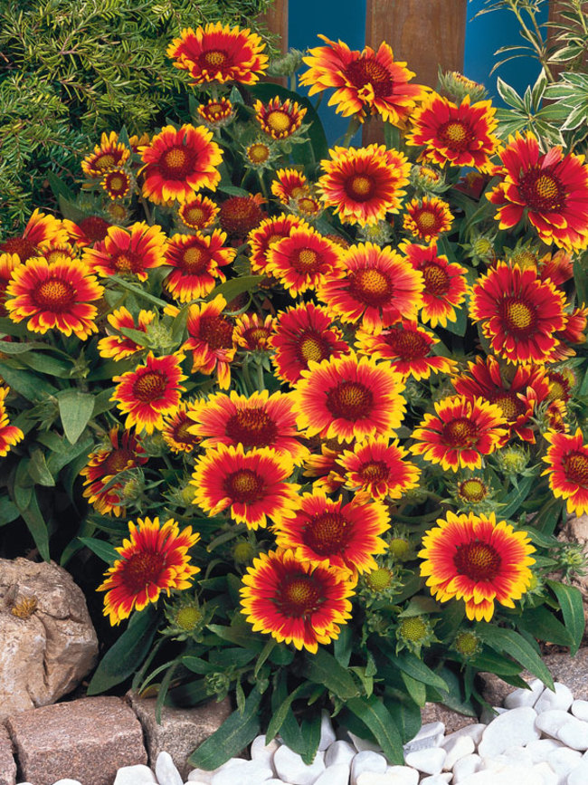 Blanket flower