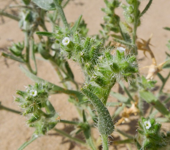 Ribbed spineflower