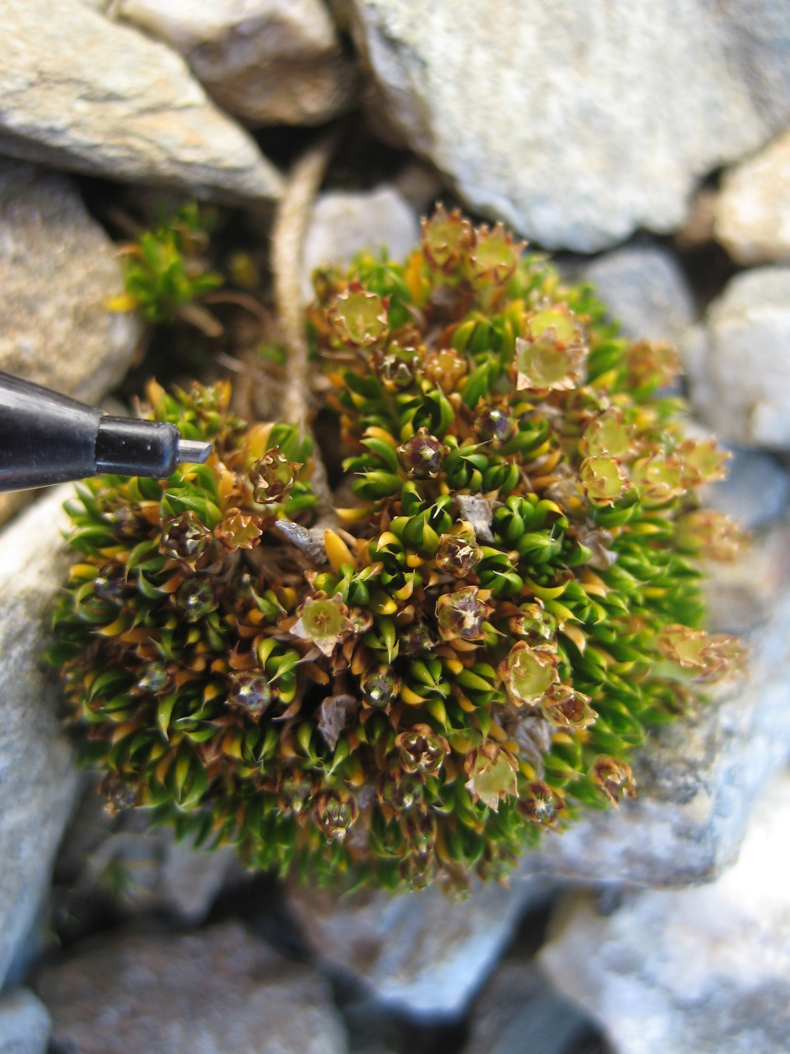 Plantsnap Identify Plants, Trees, Mushrooms With An App