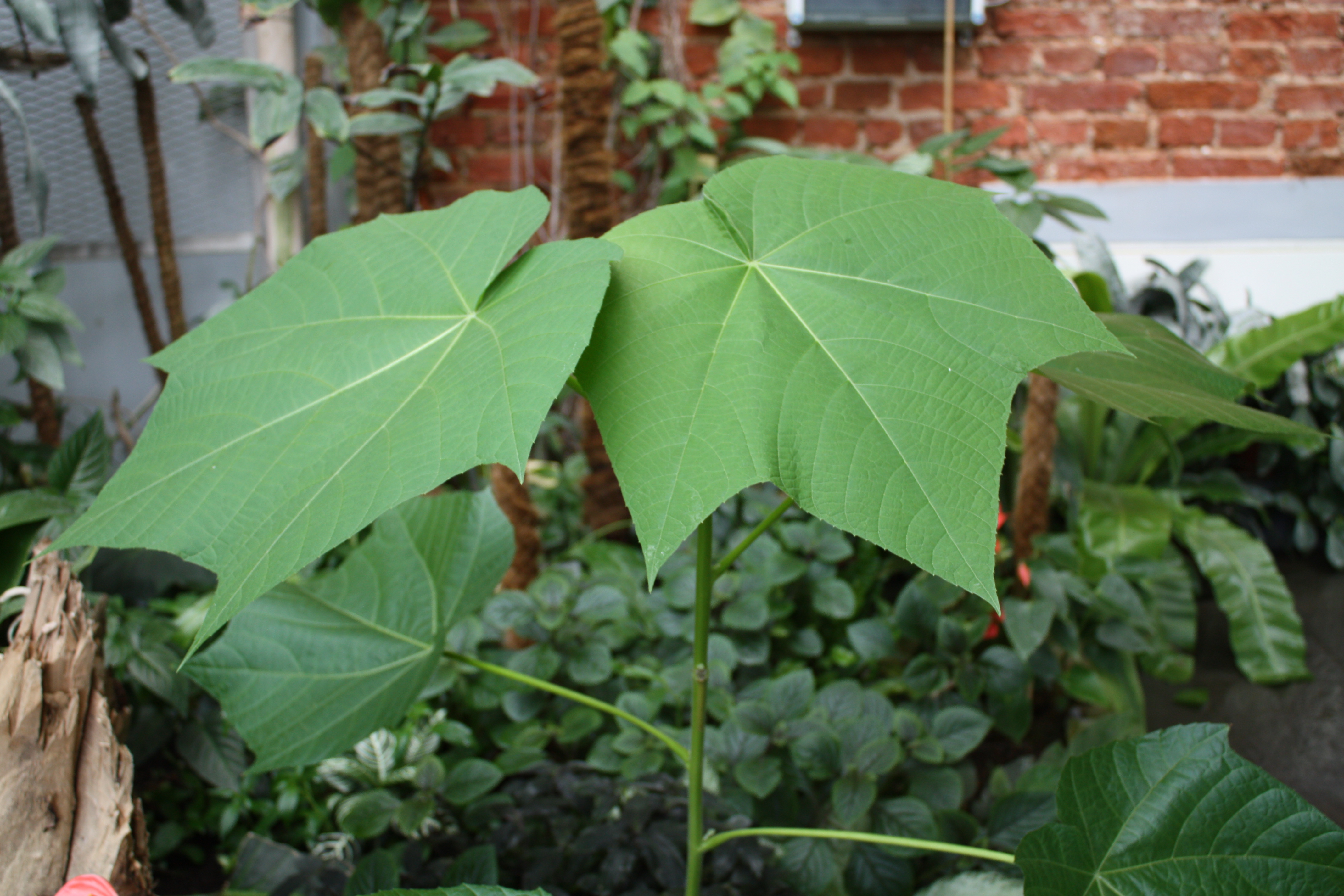 Devil's cotton
