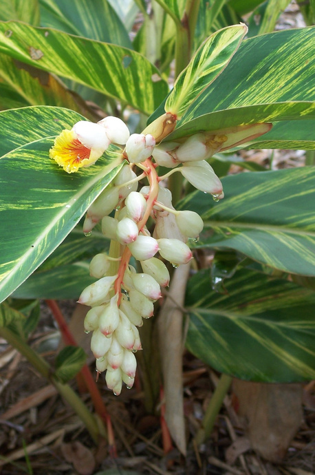 Shell ginger