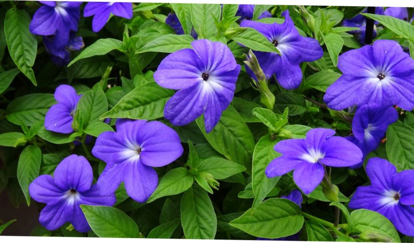 【花水木様】専用・2点同時購入特割特価〈青×2袋（1/2）〉 Amethyst flowerの育て方 - 完全お手入れガイド | PlantSnap