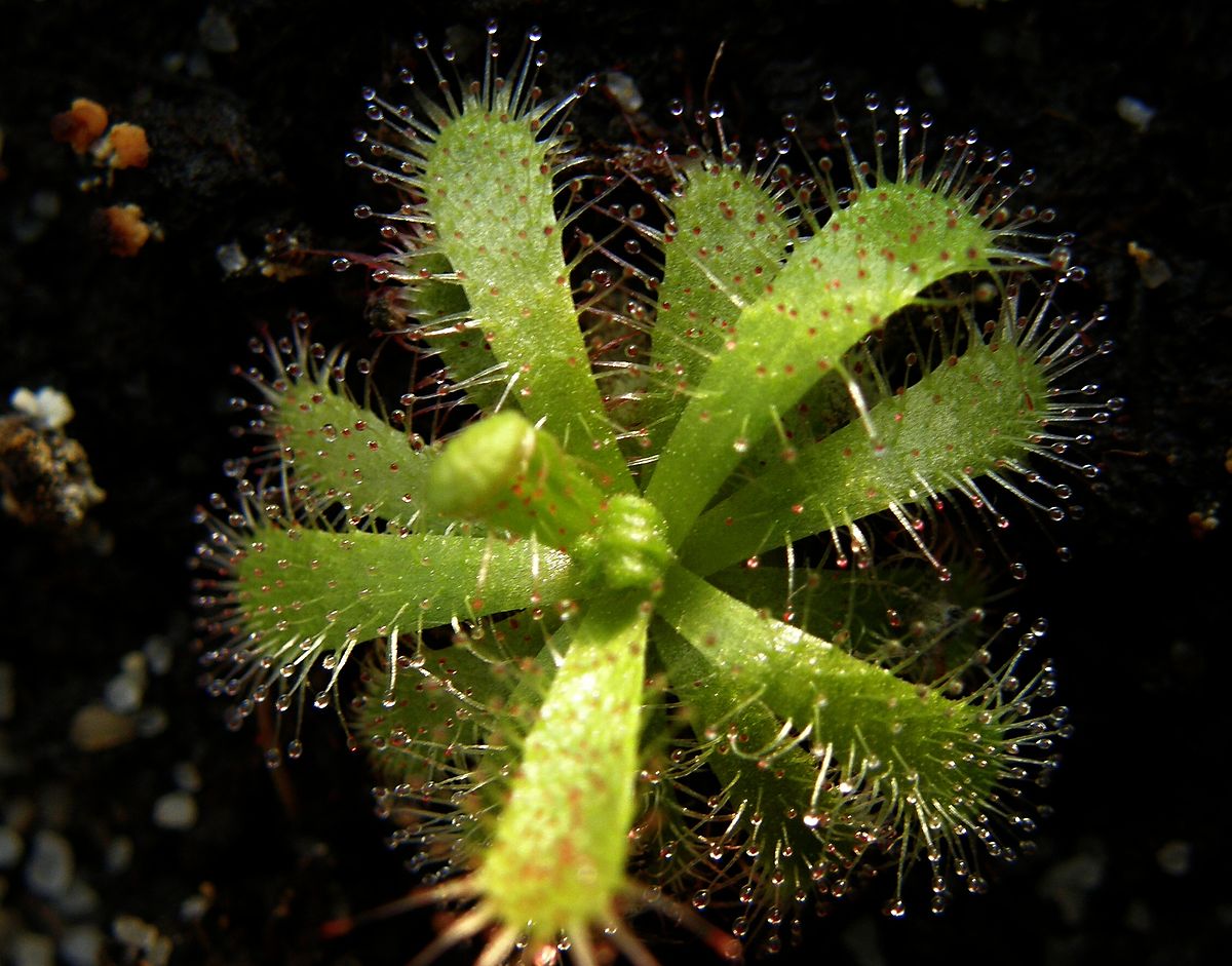 Three-nerved sundew