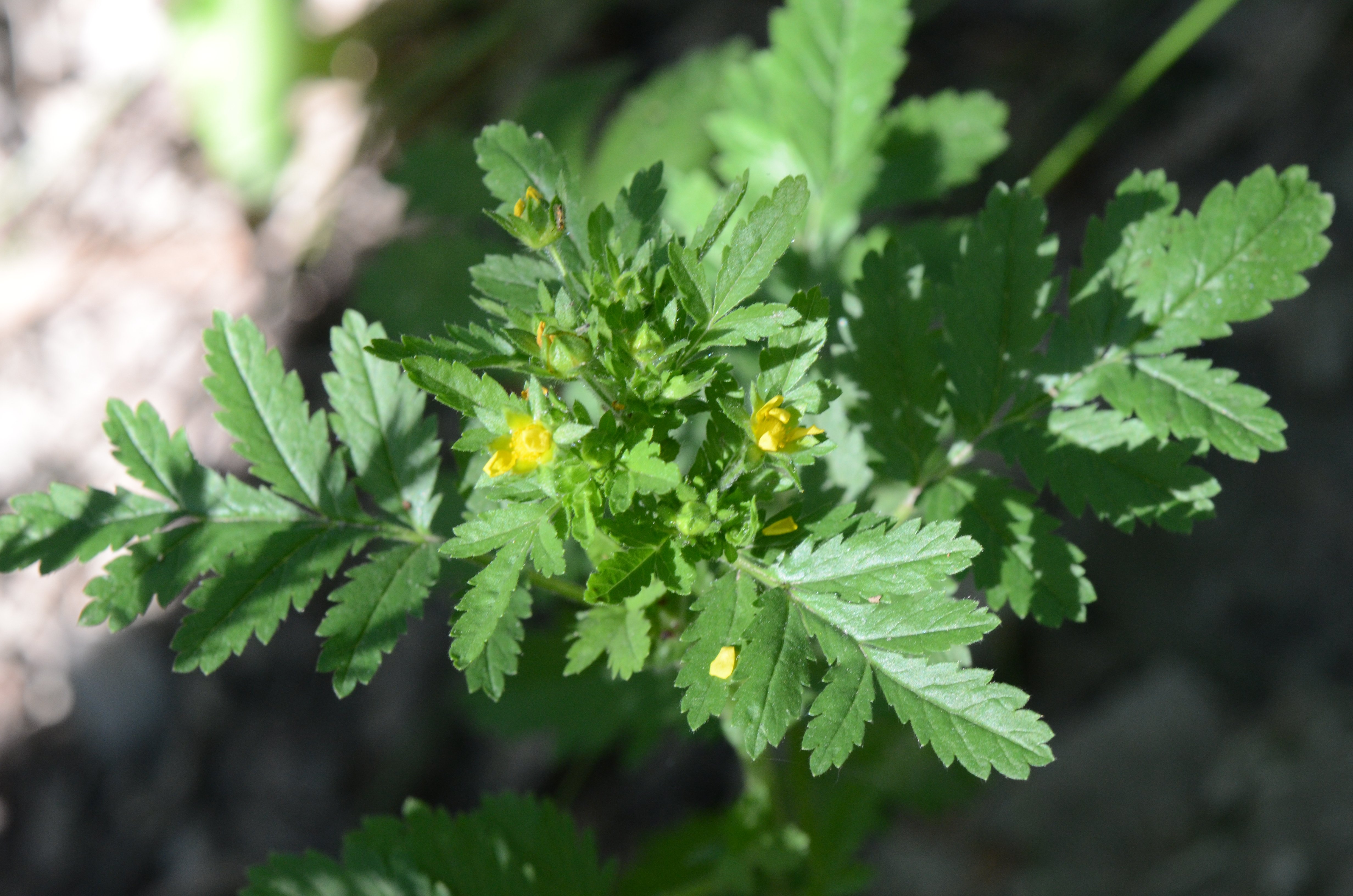 Bristly cinquefoil