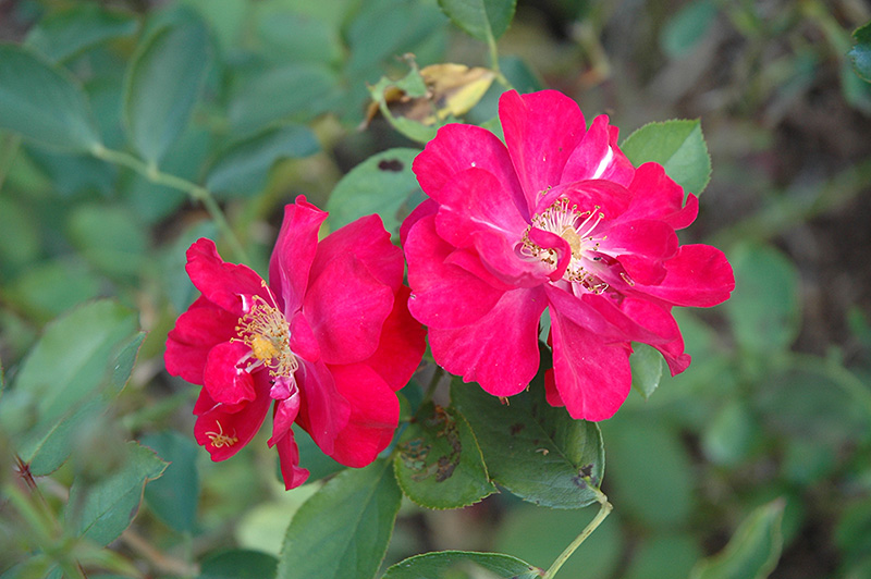 Floribunda rose