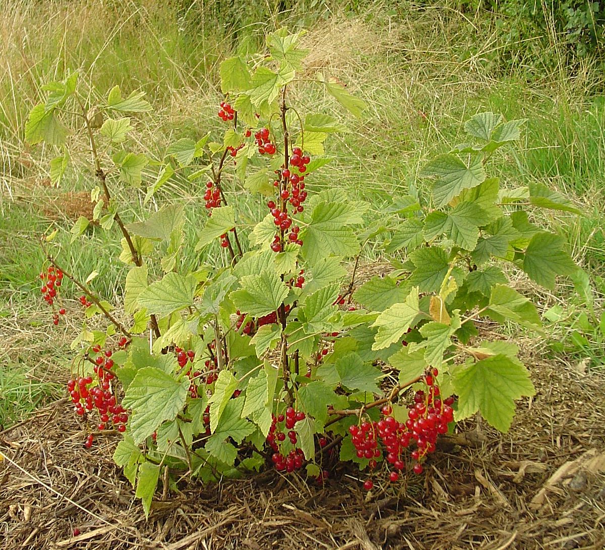 Swamp red currant
