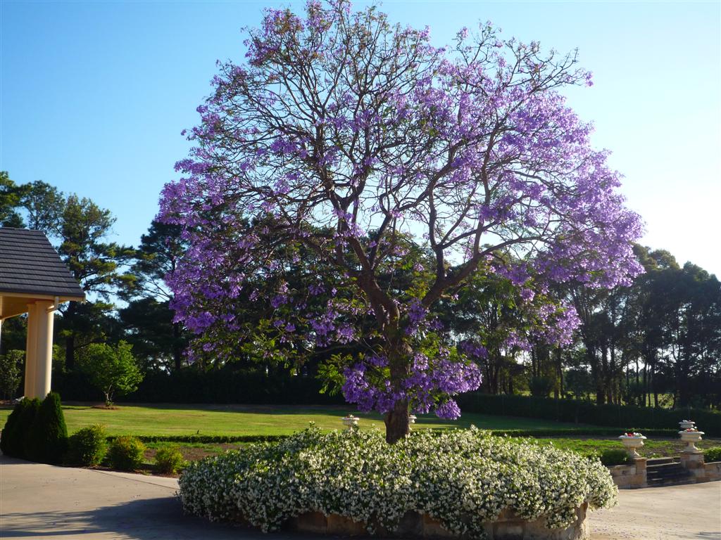 Blue jacaranda