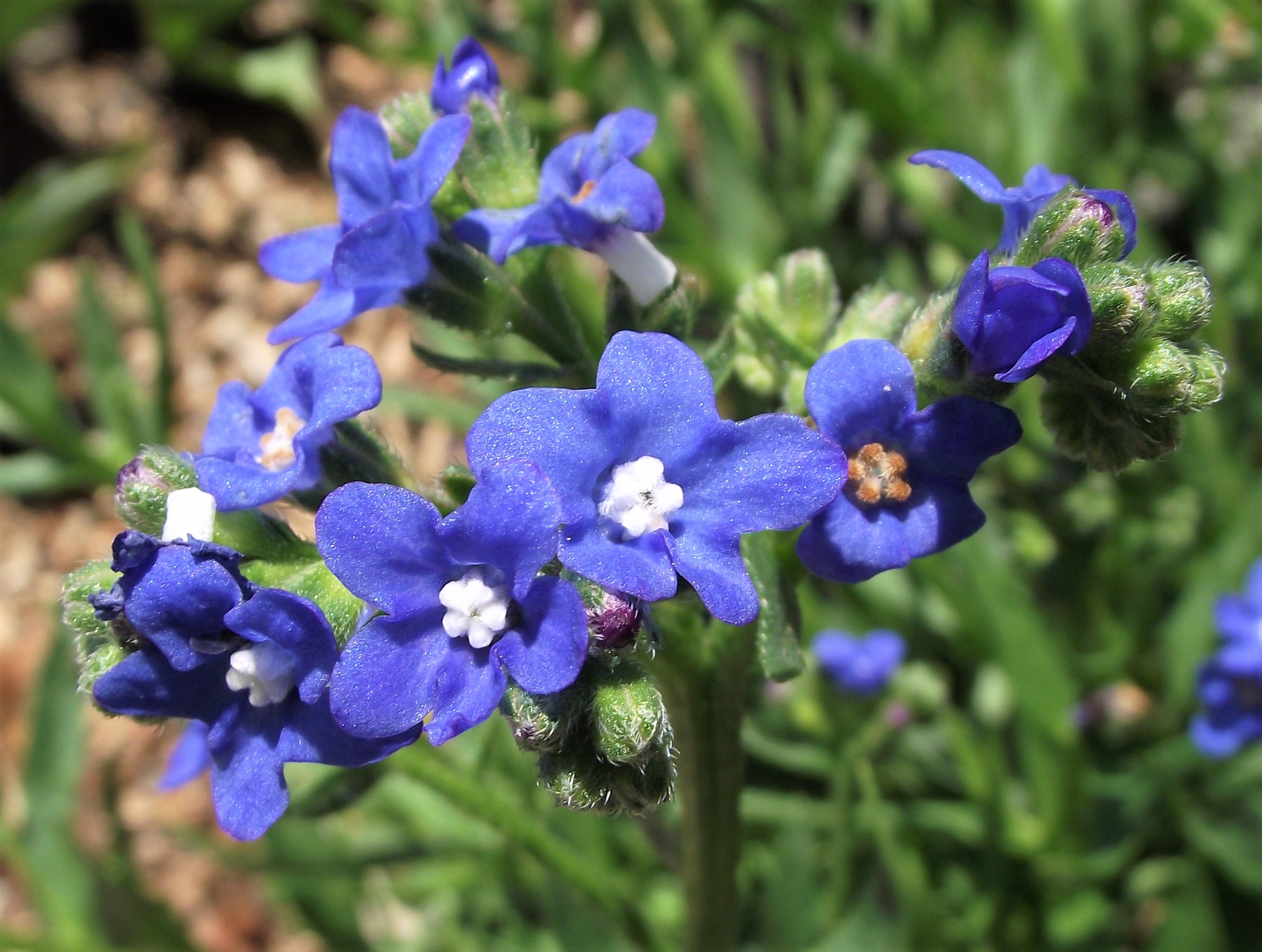 Cape forget-me-not