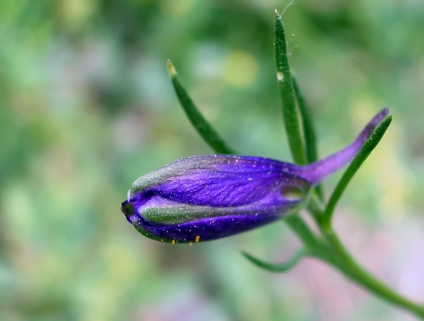 Eastern larkspur