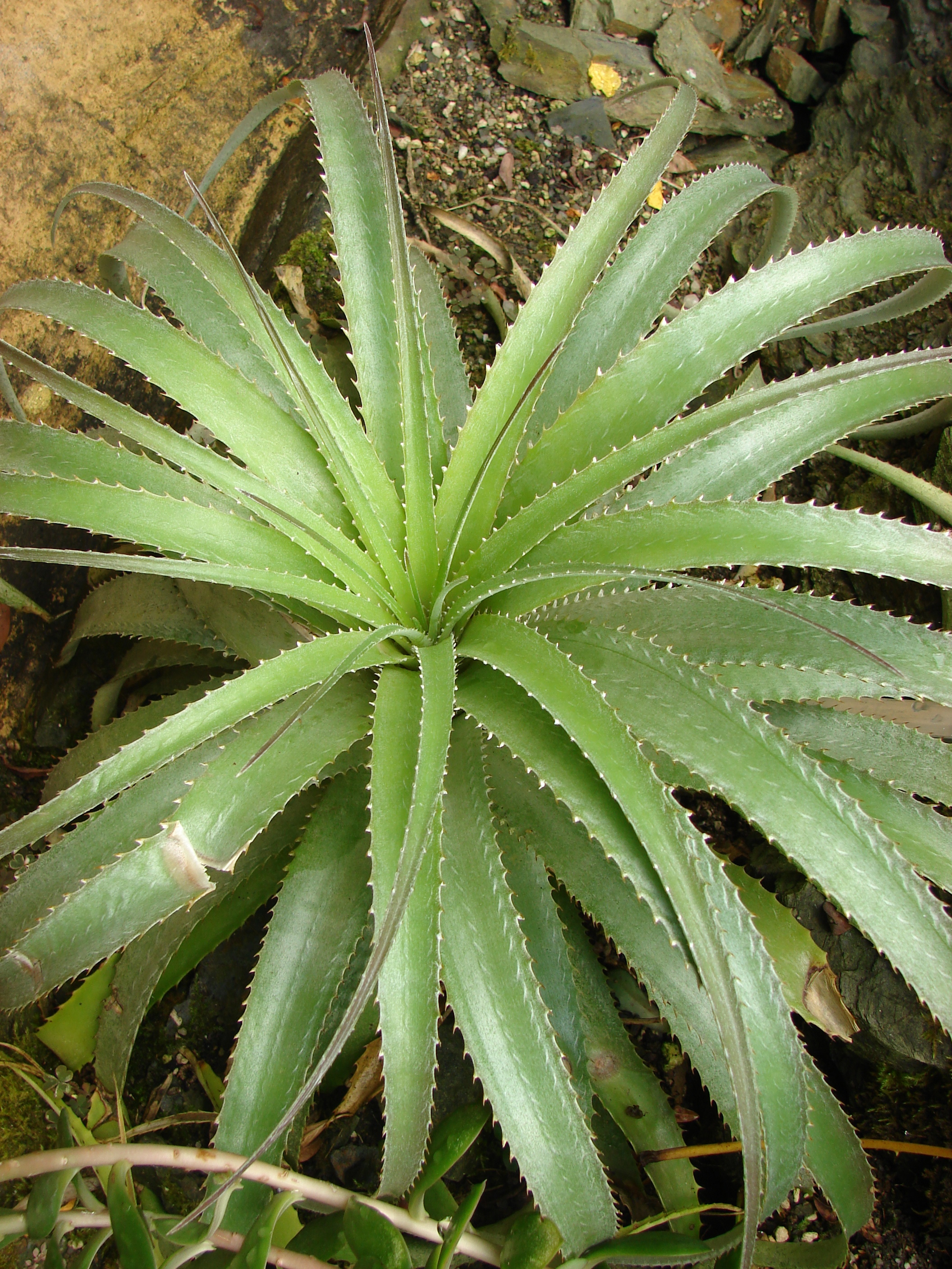 Rock hechtia - Plantsnap - Identify Plants, Trees, Mushrooms With