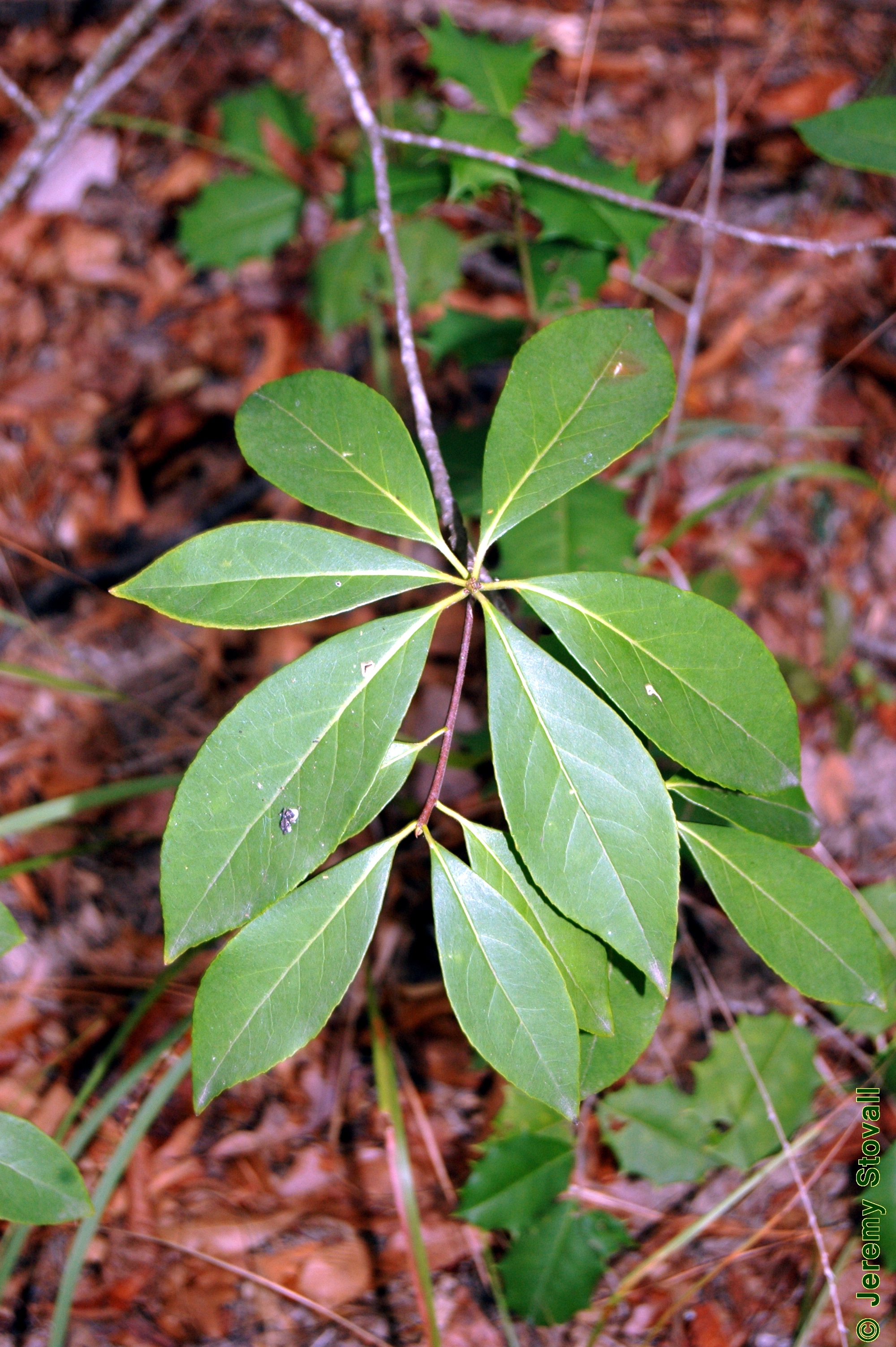 Sweetleaf