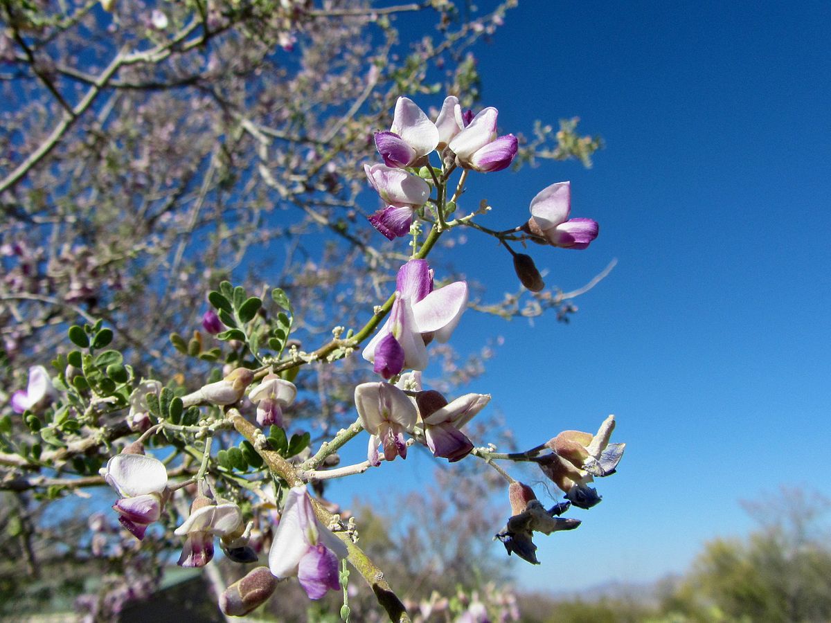 Desert ironwood (Olneya tesota) - Image 1 of 10