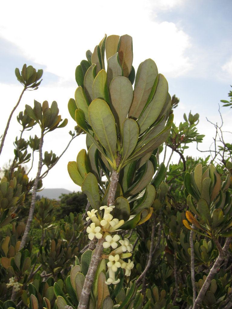 Woolly pittosporum
