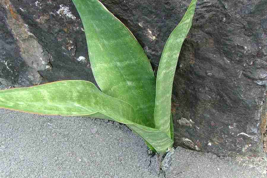 How to care for Liberian snake plant - Complete Plant Care Guide |  PlantSnap - Plantsnap - Identify Plants, Trees, Mushrooms With An App