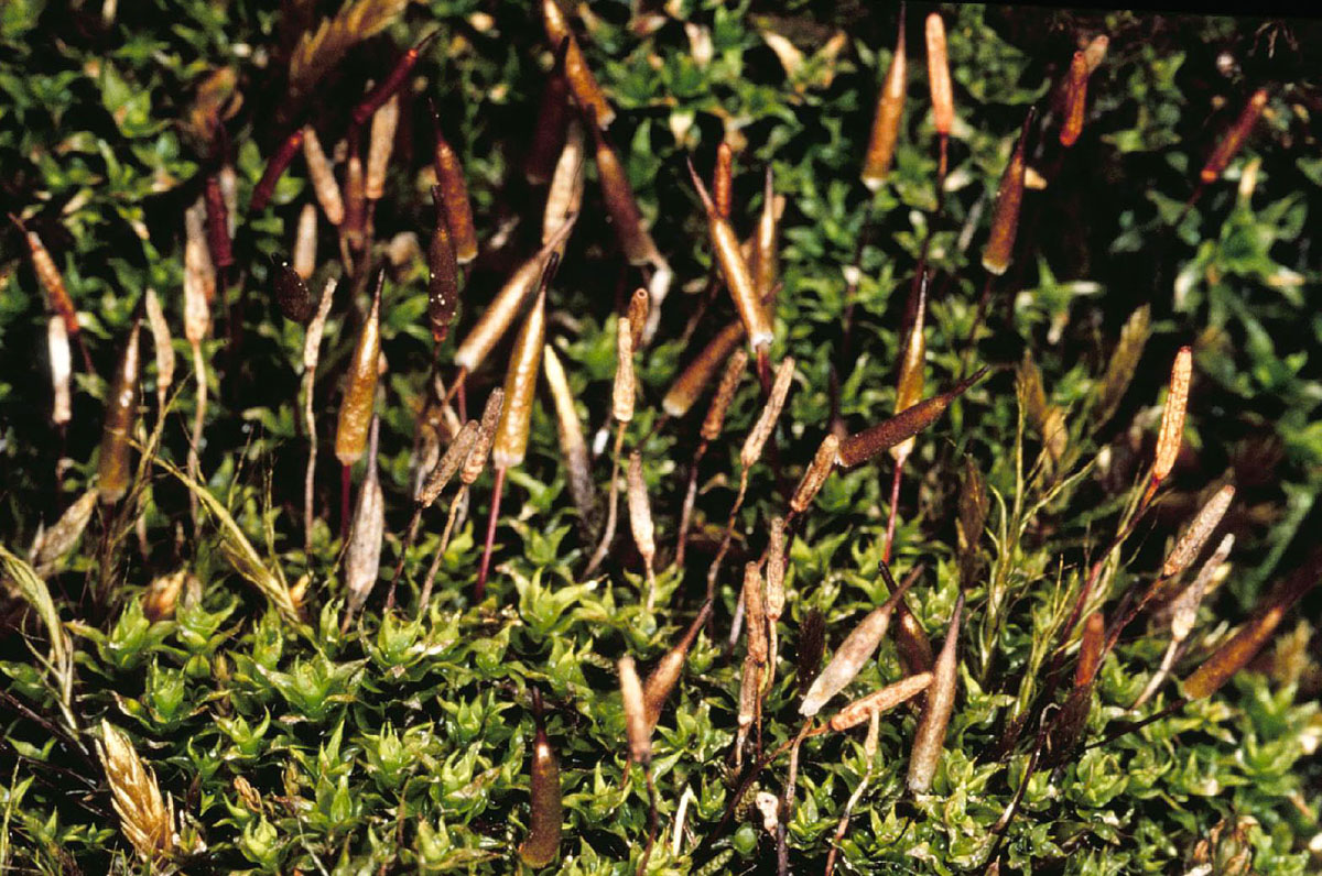 Alpine extinguisher moss