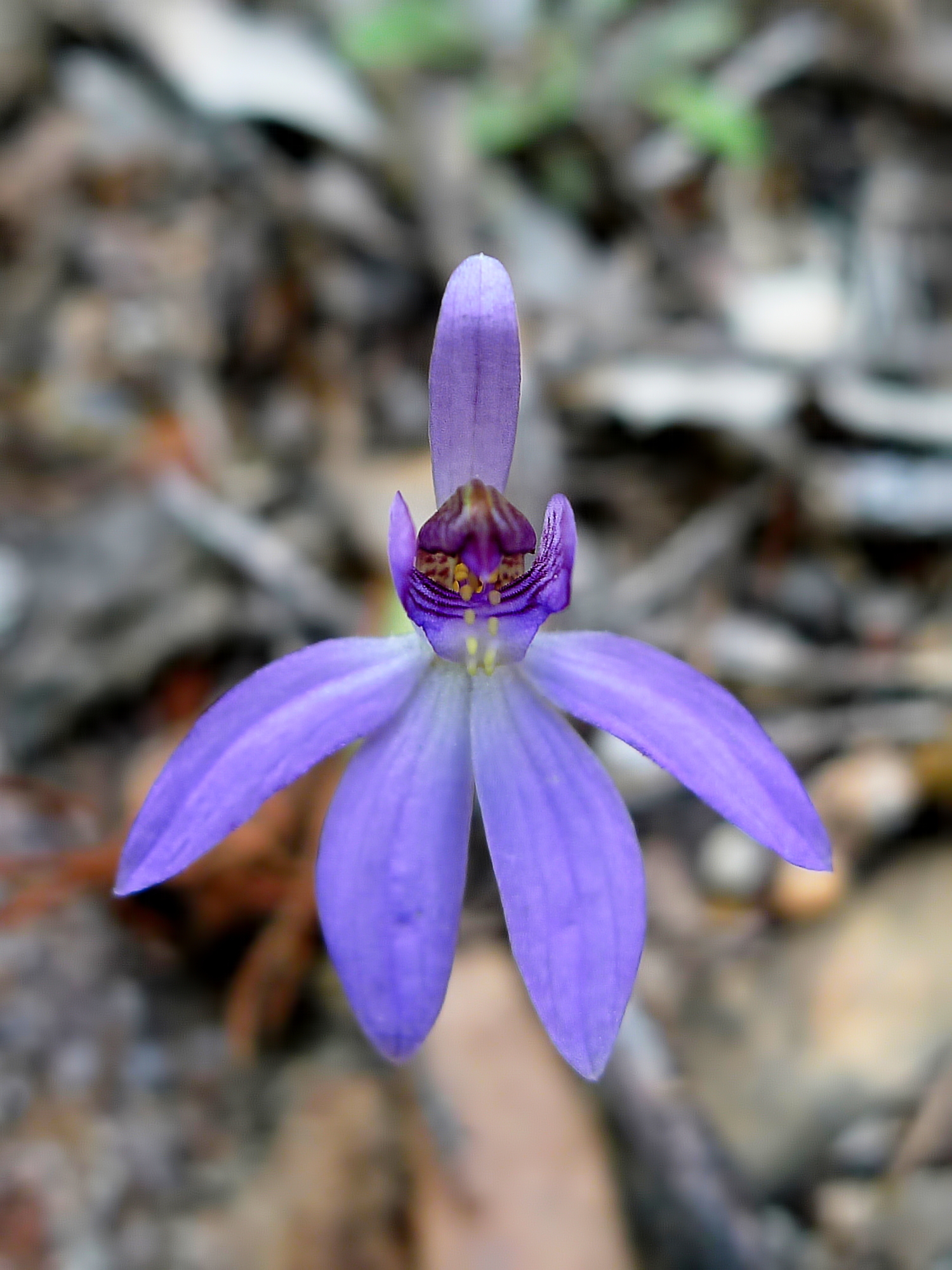 Blue fairy orchid
