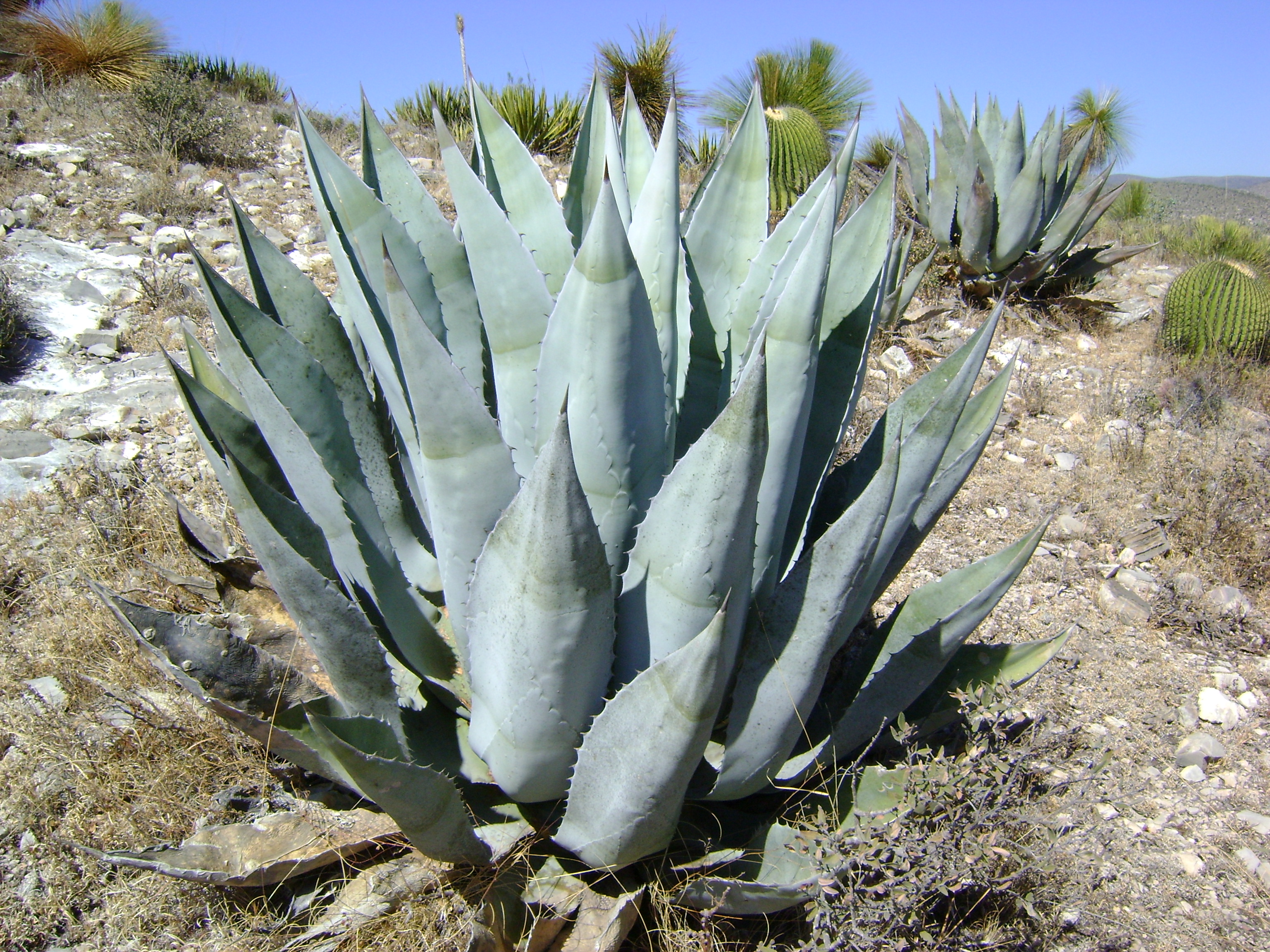 How to care for Rough agave - Complete Plant Care Guide