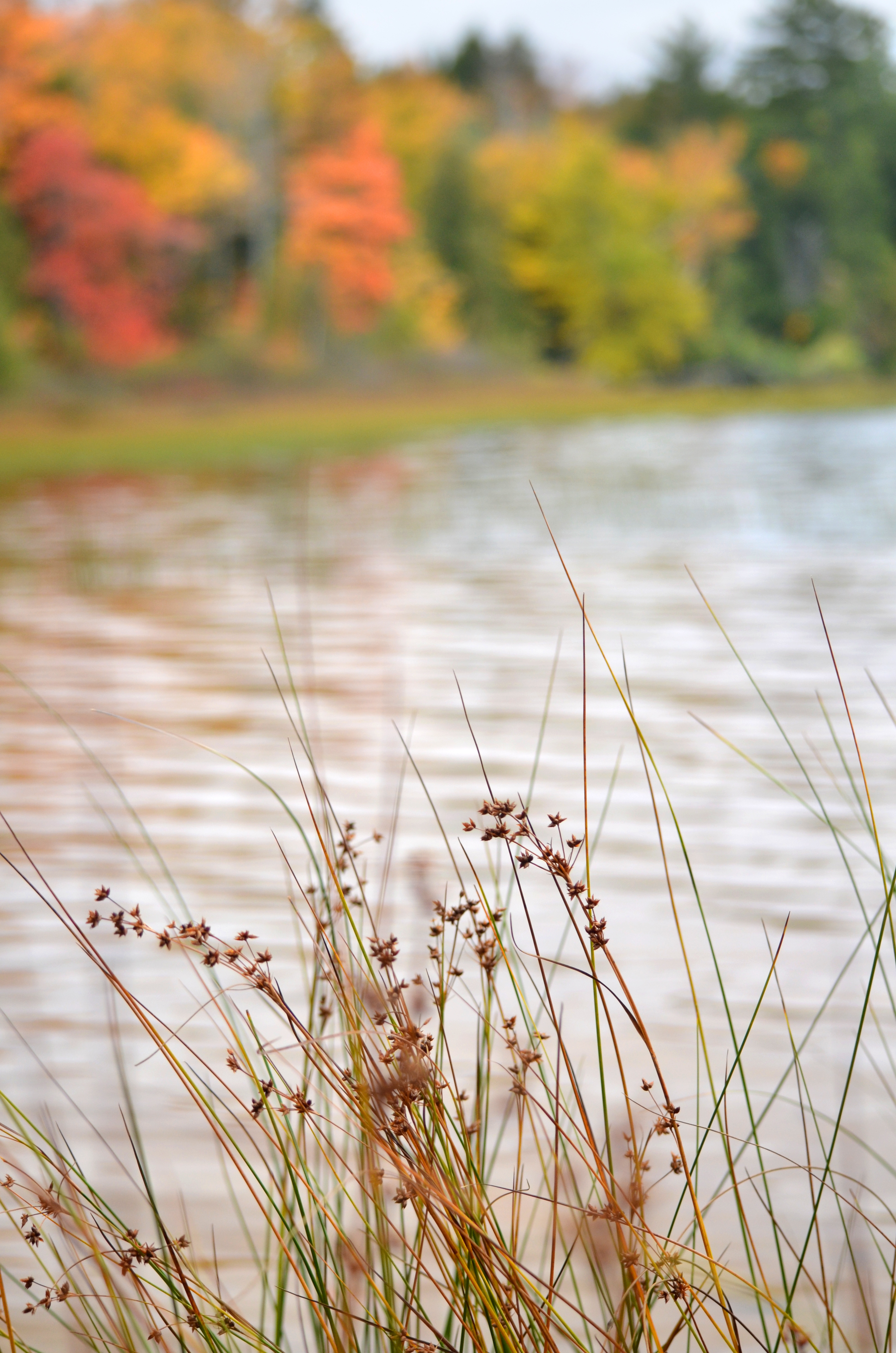 Sickle-leafed sedge