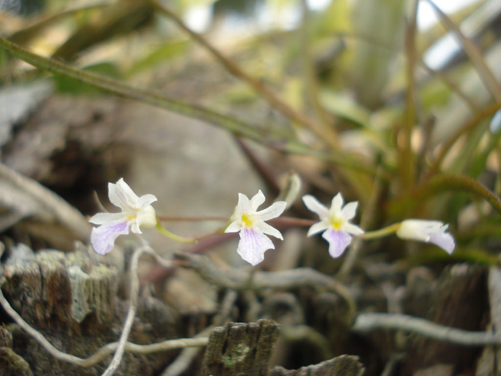 Violet ionopsis