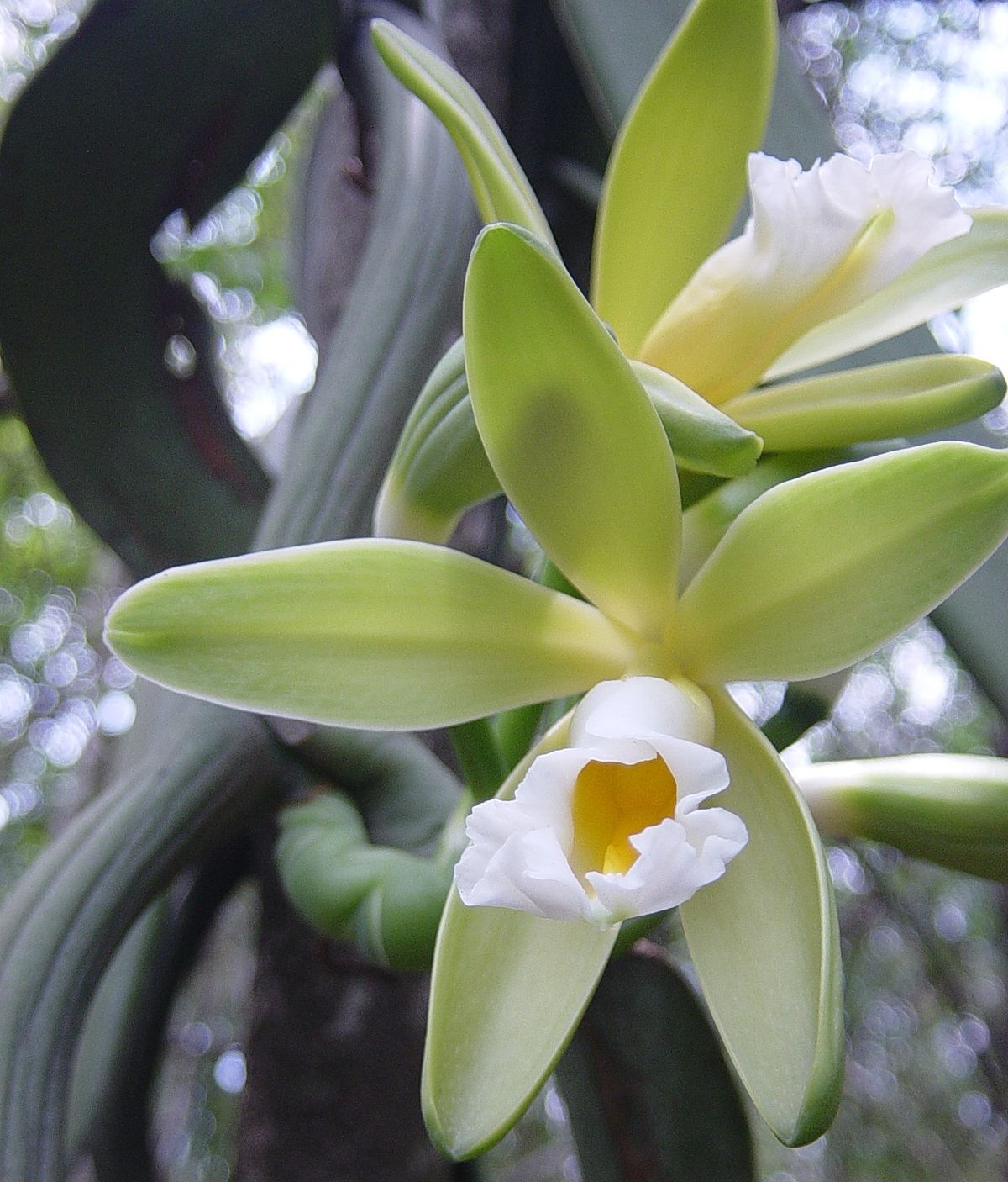 Vanilla orchidの育て方 - 完全お手入れガイド | PlantSnap