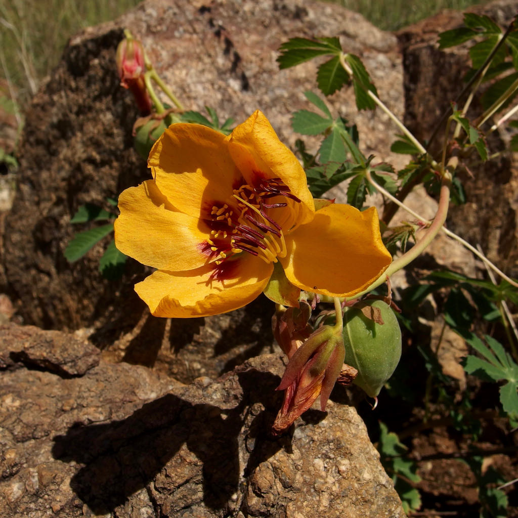 How to care for Yellow kapok - Complete Plant Care Guide | PlantSnap -  Plantsnap - Identify Plants, Trees, Mushrooms With An App