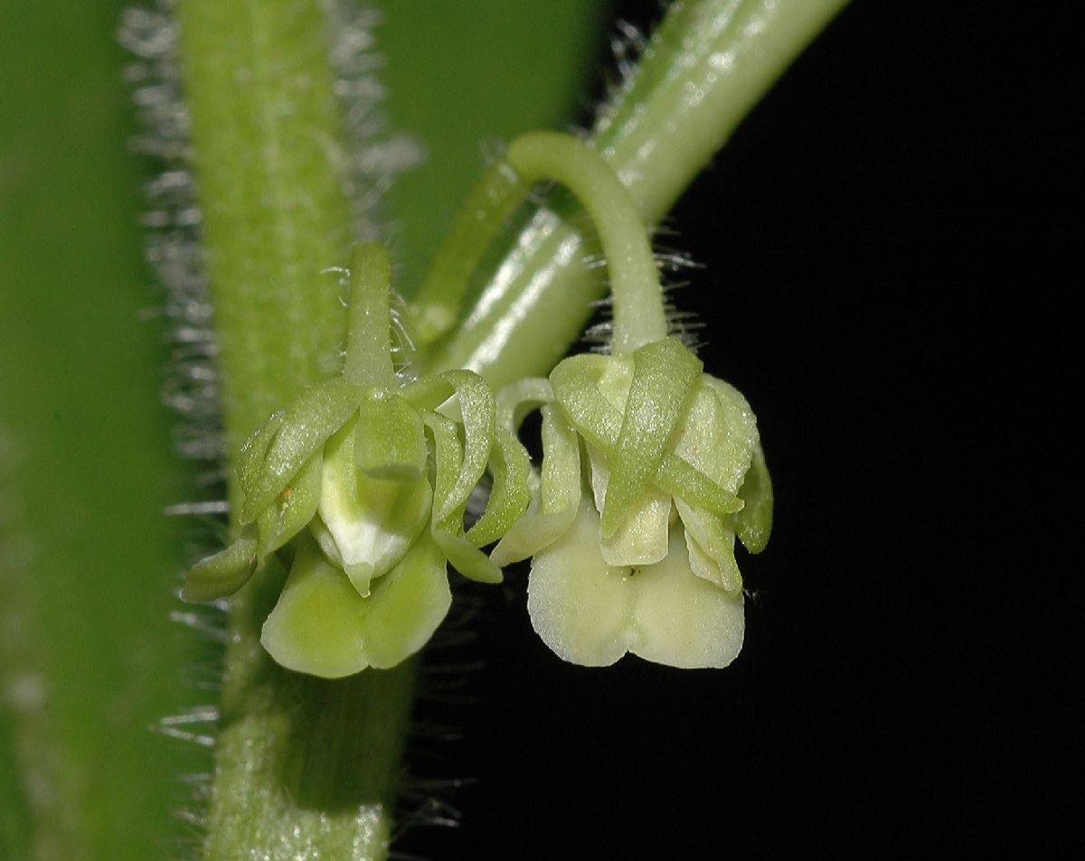 Blue poppy
