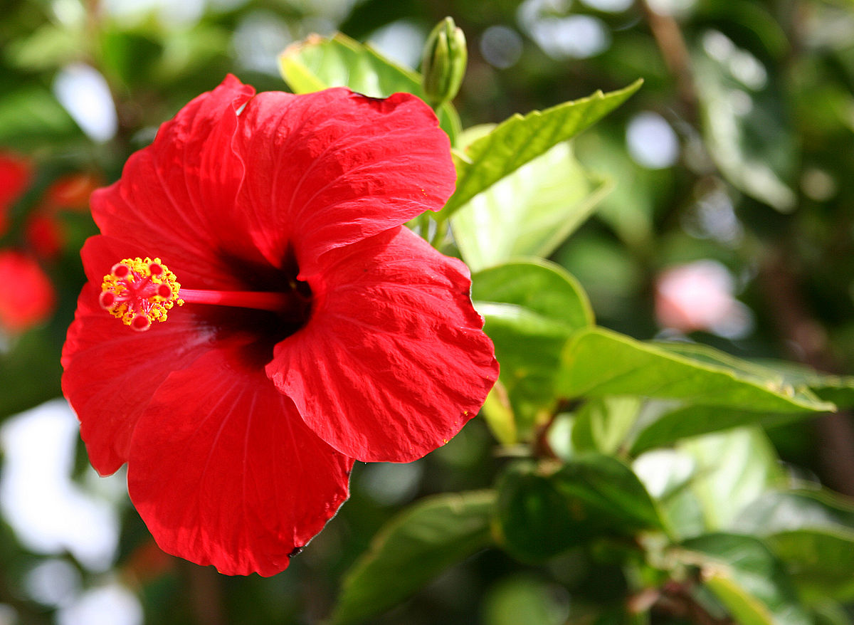 Thick-calyx hibiscus