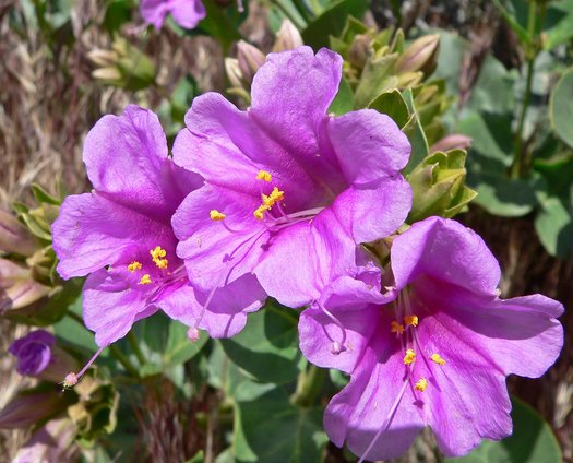 Colorado four o'clock (Mirabilis multiflora glandulosa) - Image 1 of 10