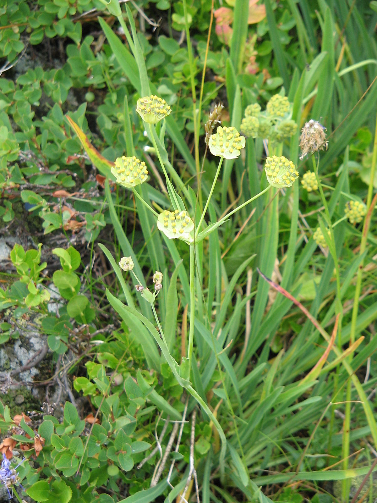 Angular-leaved thoroughwax