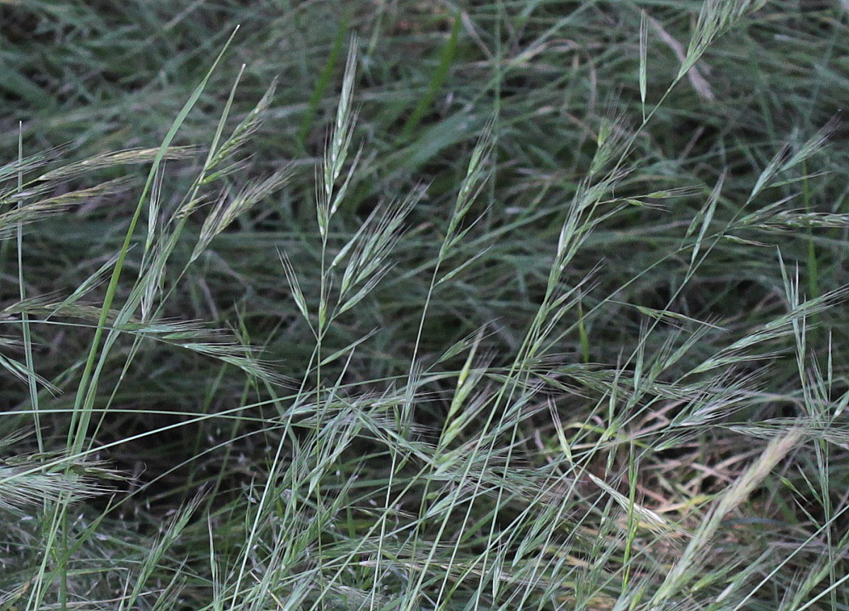 Brome fescue