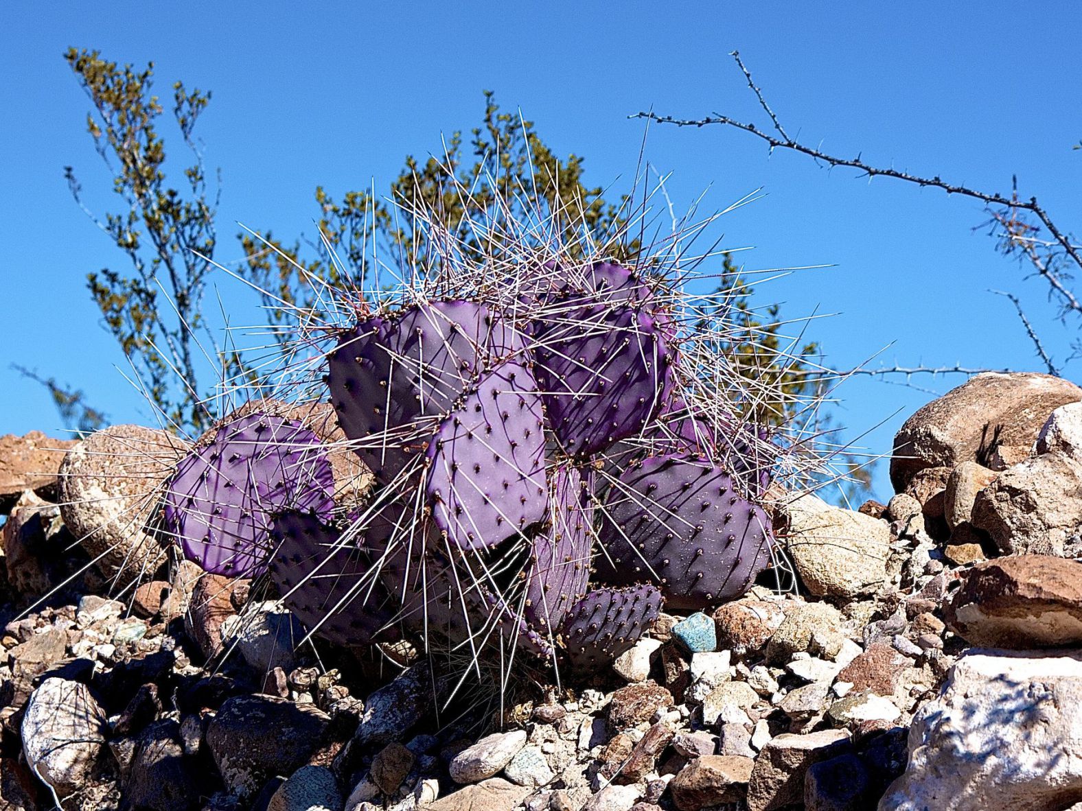 Black-spined prickly pear