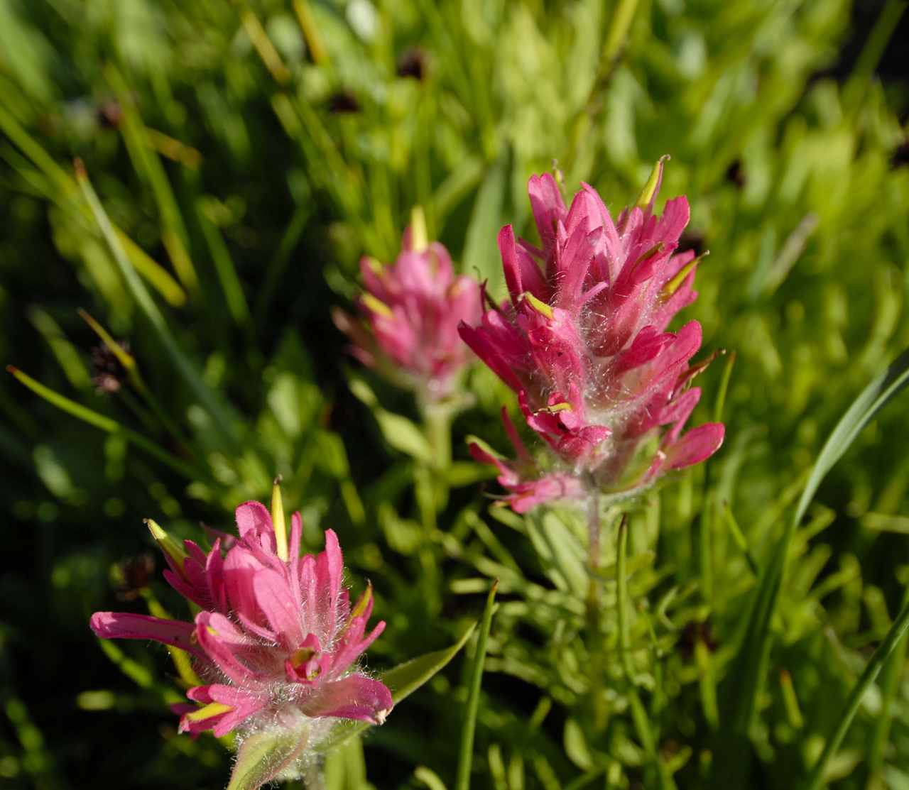Splitleaf indian paintbrush (Castilleja rhexiifolia) - Image 1 of 10