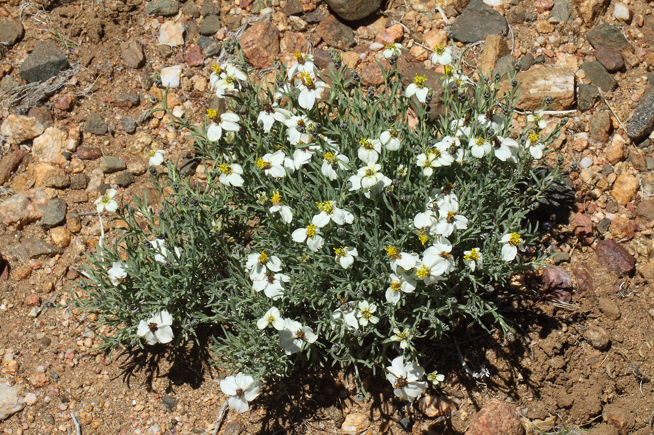 Desert zinnia (Zinnia acerosa) - Image 1 of 10