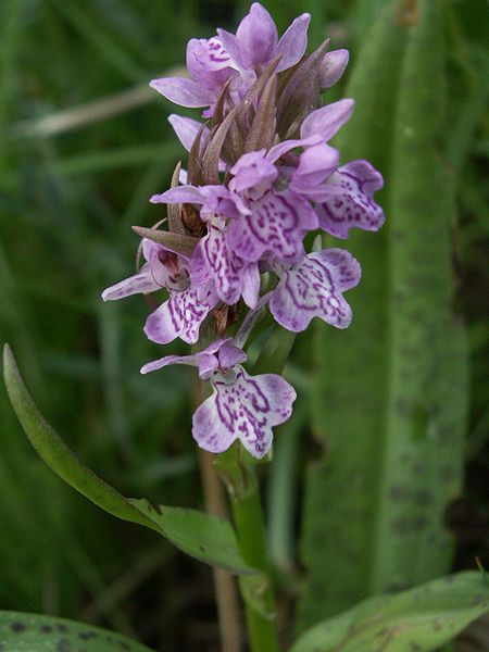 Baltic marsh orchid