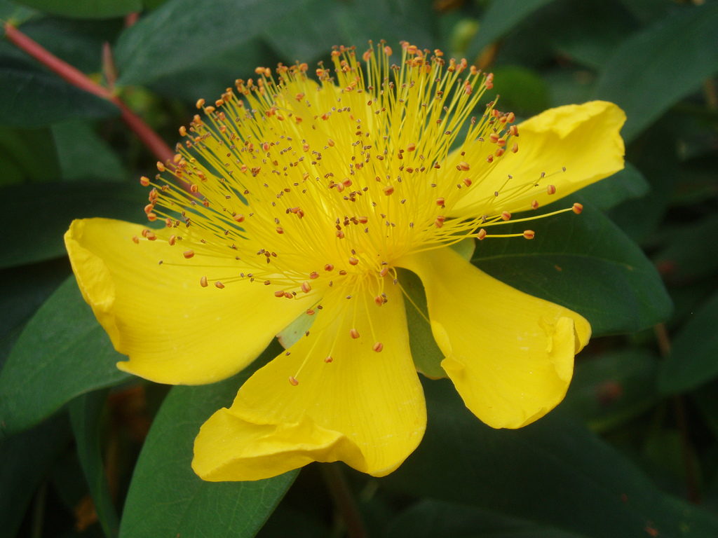 Pineweed st. johnswort