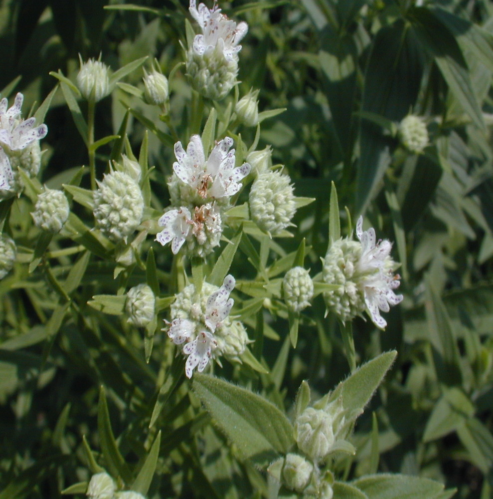 Whorled mountain mint