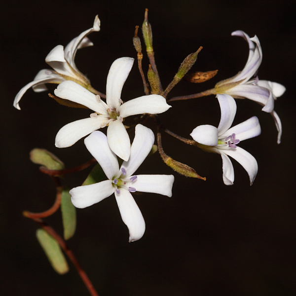 Western australian bellflower
