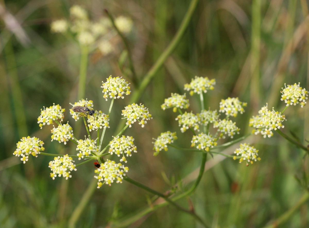 Pepper-saxifrage