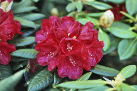 Red rhododendron