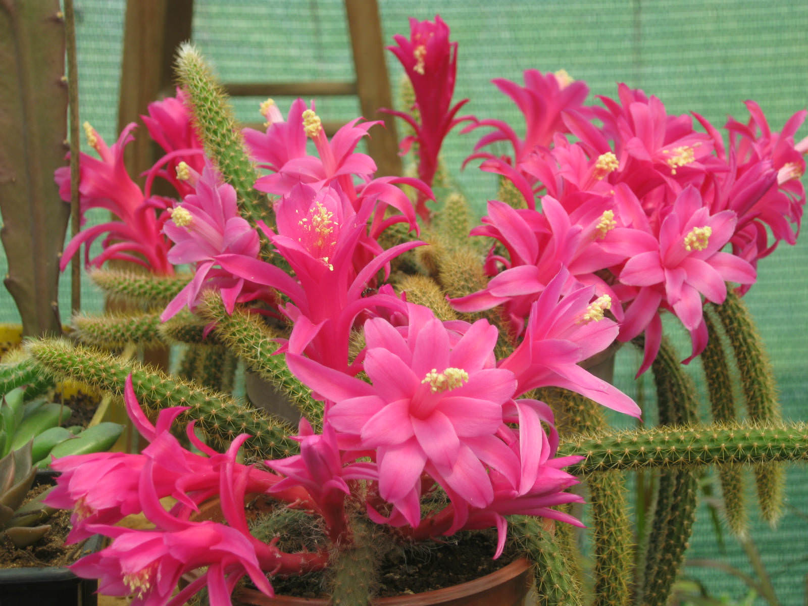 Rat tail cactus
