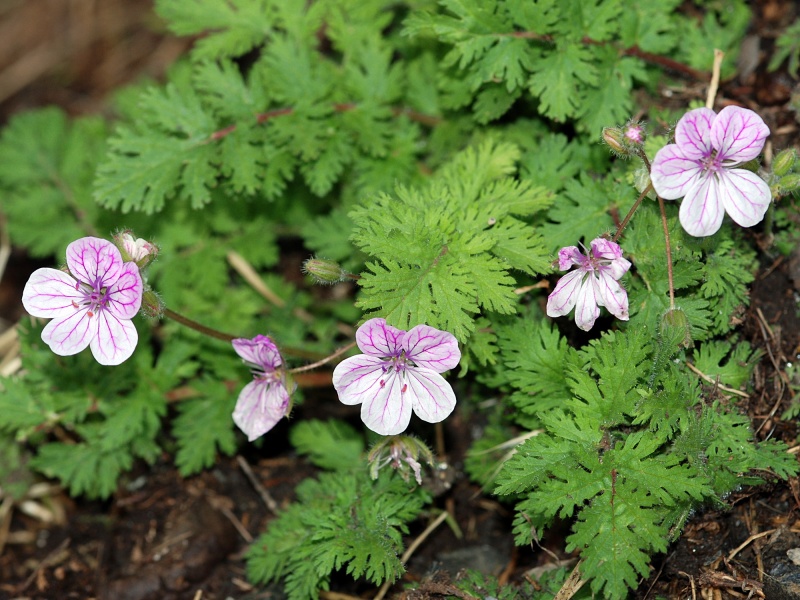 Redstem stork's bill